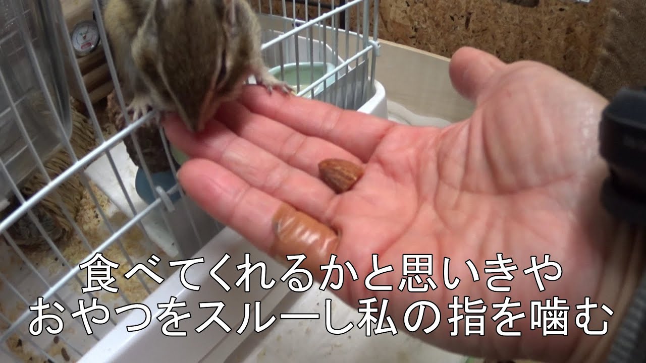 シマリス「チャッピー」 小屋の中を散策#032 2026/01/27