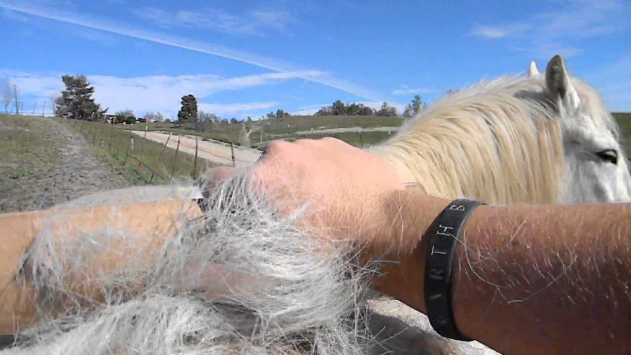 SleekEZ at work on Rambo and Kenai! ultimate shedding tool!