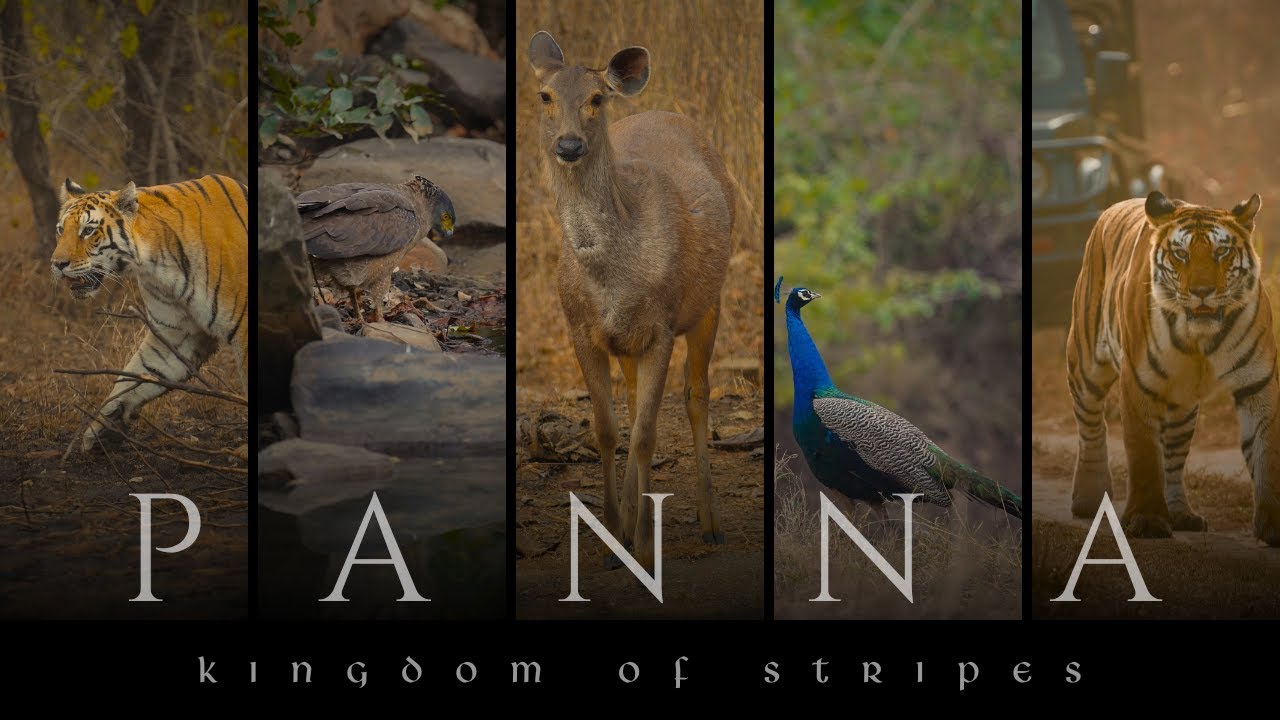 PANNA TIGER RESERVE - KINGDOM OF STRIPES