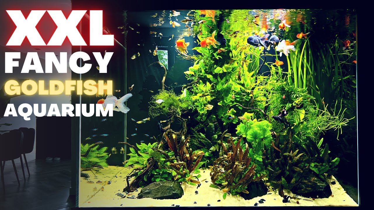 FANCY GOLDFISH IN A PLANTED TANK? 1000 LITER/280 GALLON CUSTOMER PROJECT