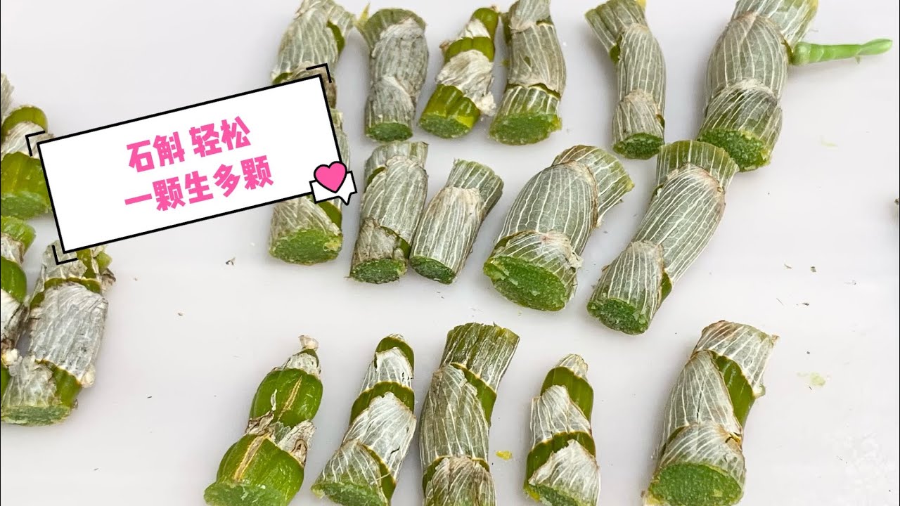 【天空的蝴蝶兰】石斛轻松一颗生多颗的繁殖方式