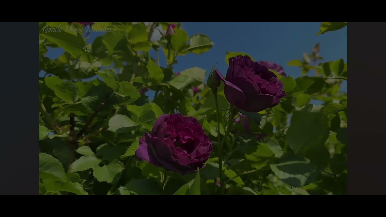 Sự Hợp Nhất sống Trong Ý Muốn Chúa của Bà Luisa Piccarreta 