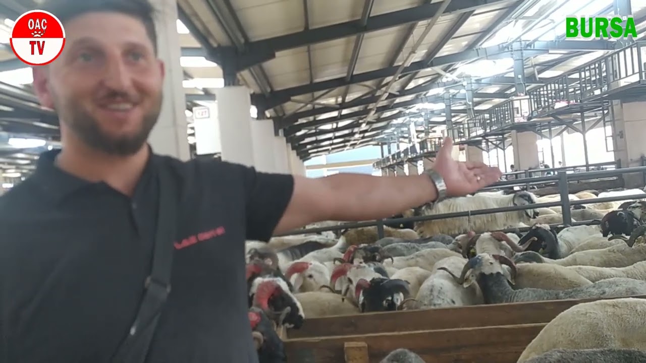 Panayır Kurban Pazarı Bursa 2024 Son 5 Gün / OAÇ TV / #kurbanlıkfiyatları #kurbanlıksatışı #kurban