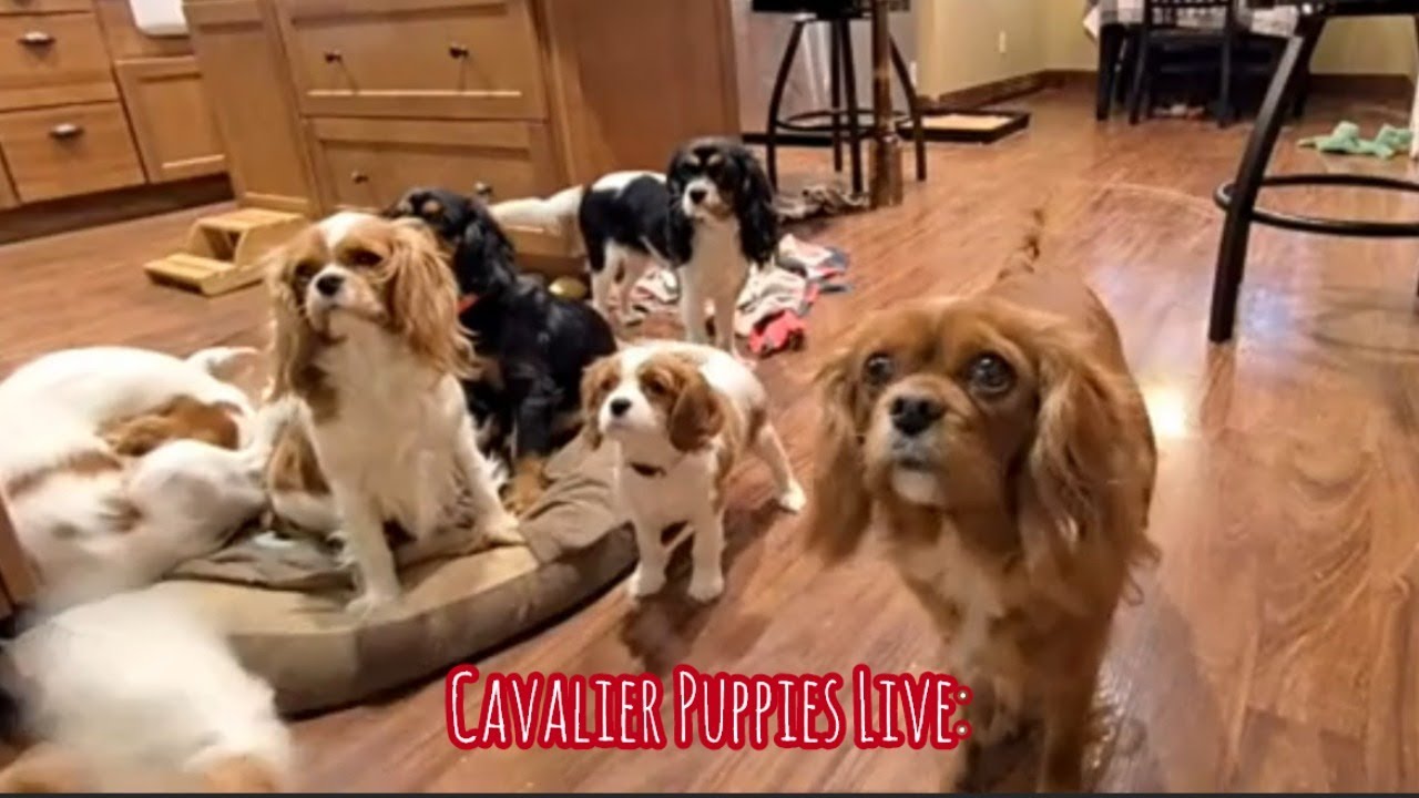 Red Barn Cavaliers Livestream: Kitchen Cam Cavaliers