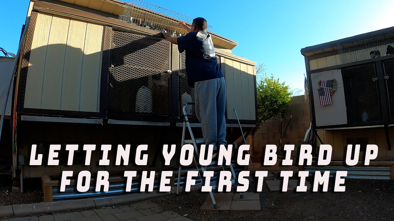 Выпускаем молодых птиц в первый раз