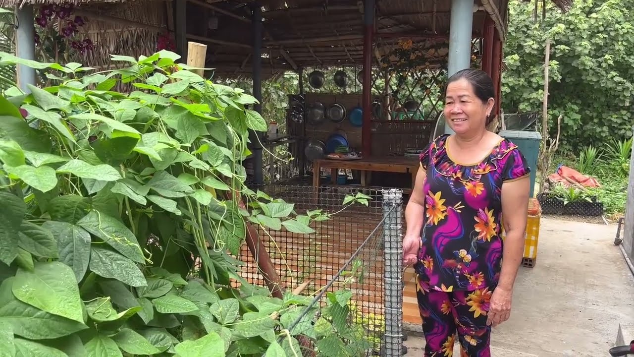 Vui ￼ quá hôm nay Thu hoạch đậu bún mẹ xào ba rọi ăn thiệt ngon cùng lời tâm sự trải lòng ￼