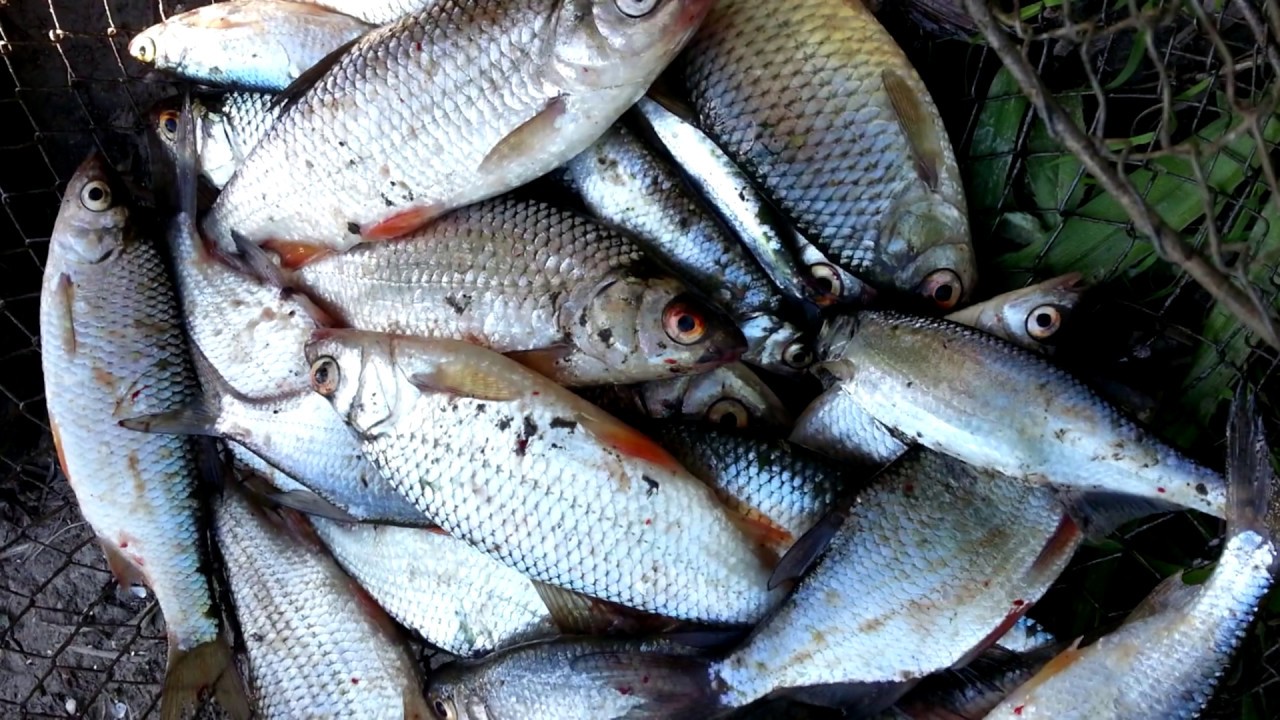 Рыбалка на реке Колокша (фильм 2)