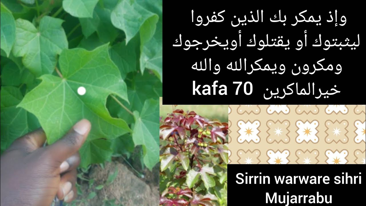 Sirrin warware shiri mai ƙarfin gaske cikin yardar Allah 