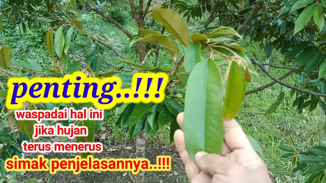 Hal penting yang harus diperhatikan jika sering turun hujan