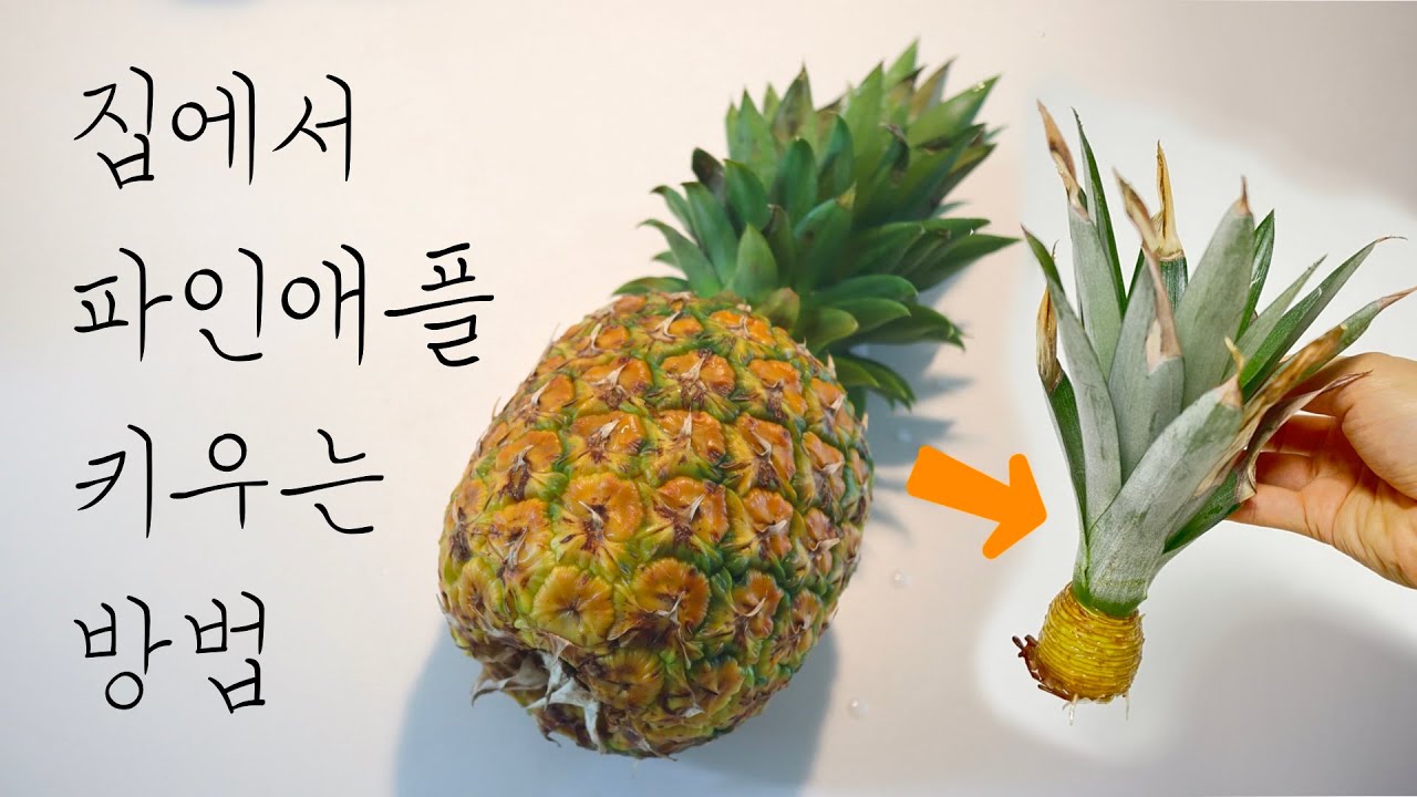 맛있는 파인애플 먹고 집에서 파인애플 키우는 방법!