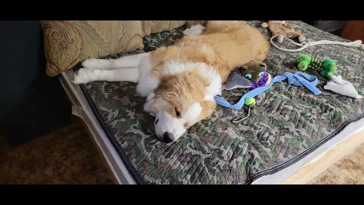 Bosco-- The Gentle Giant Dog