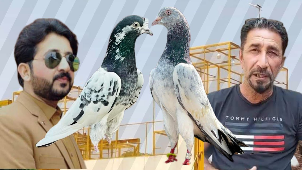 ustad Ahmed Qambar of UAE ki chat se pigeons