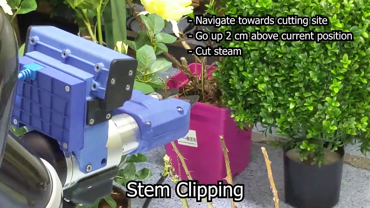 Trimming roses with a robotic arm and cameras