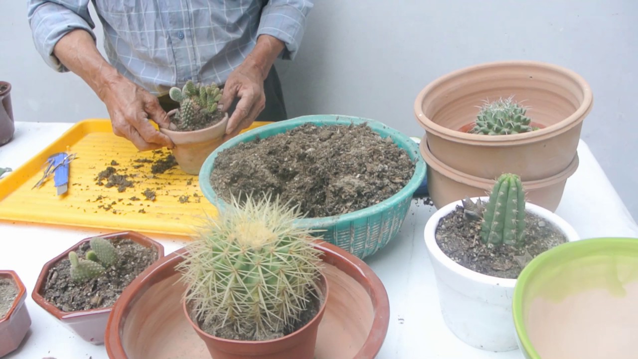 Trasplante de un asiento de suegra