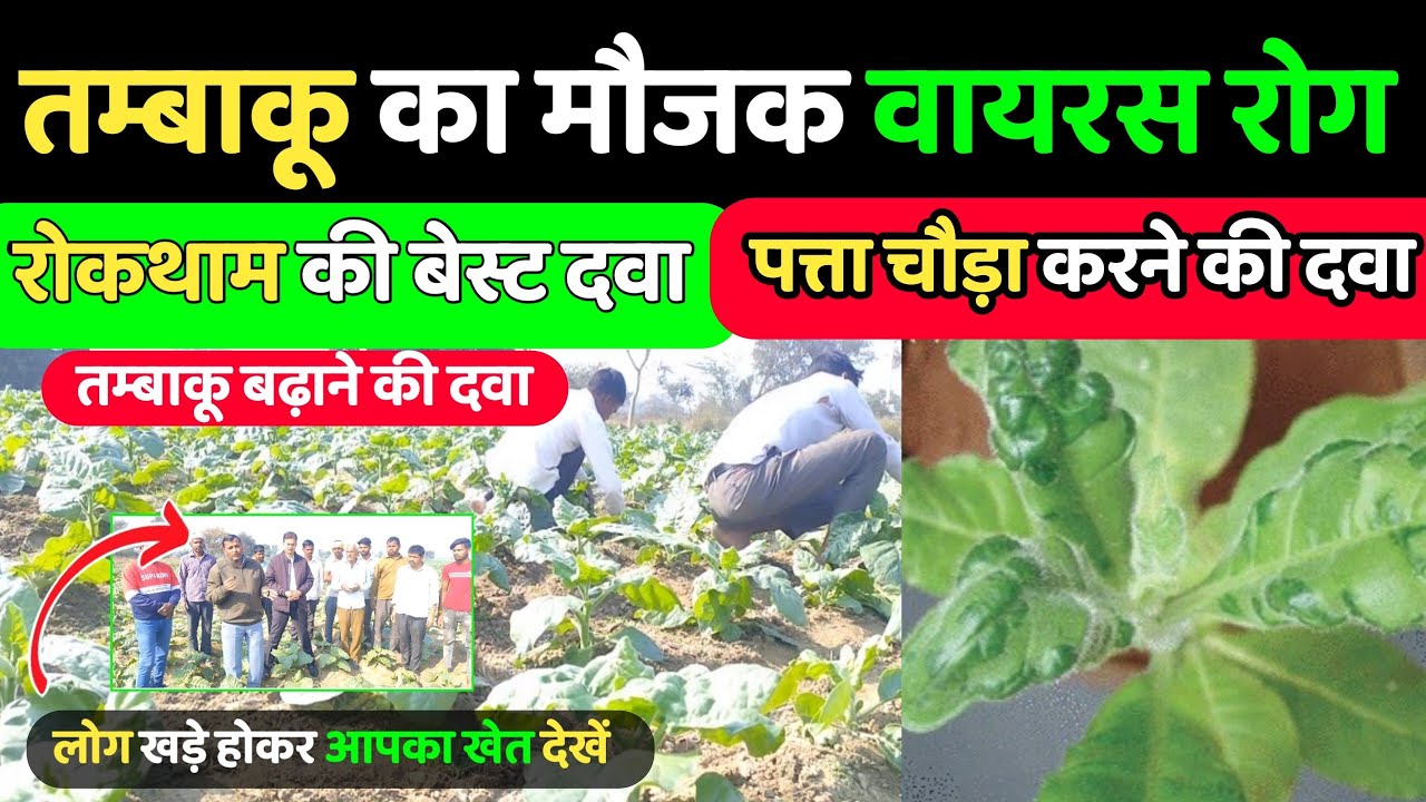 तम्बाकू में मौजक वायरस रोग | Tobacco Mein Pilapan Hatane Ki Dawai | तम्बाकू की ग्रोथ कैसे बढ़ाएं |