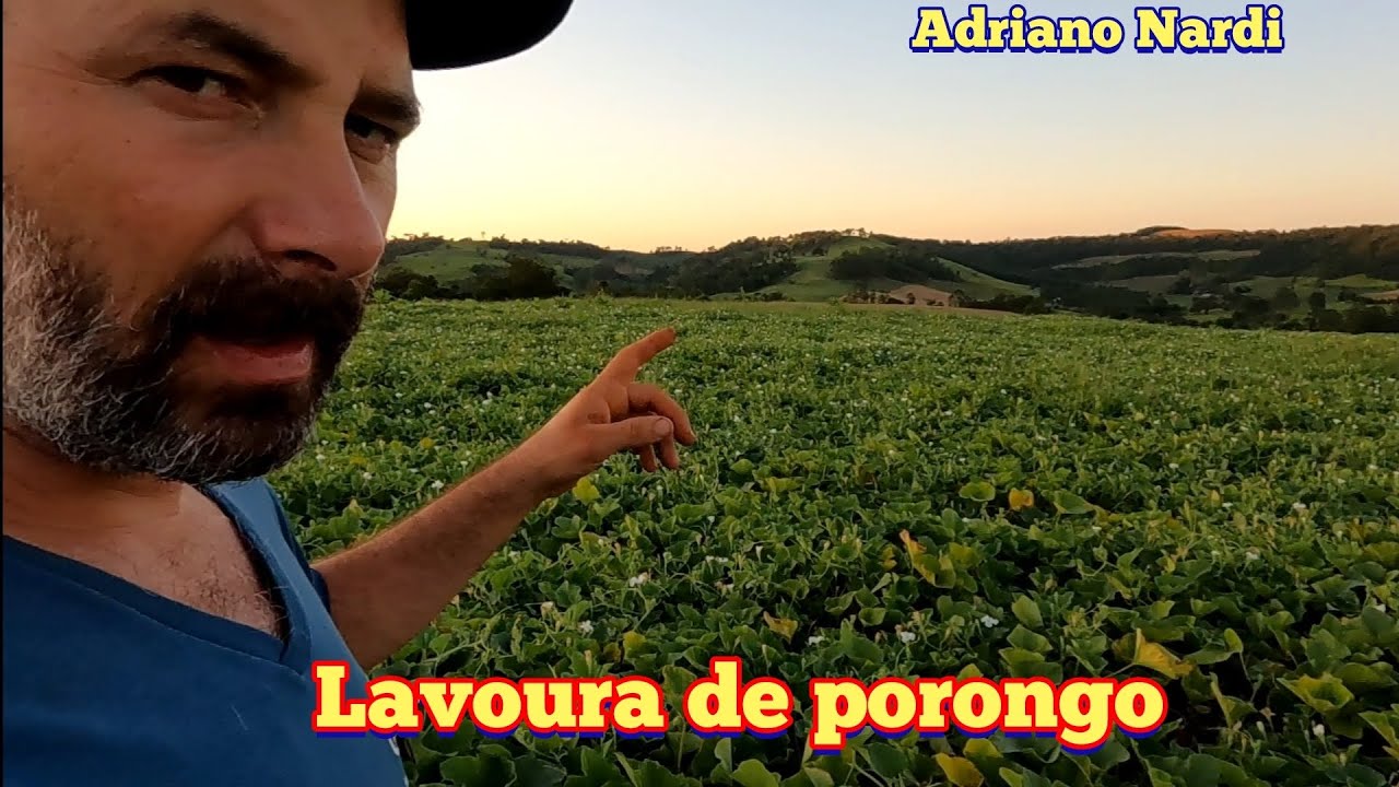 Fui dar uma olhada na roça de porongo.