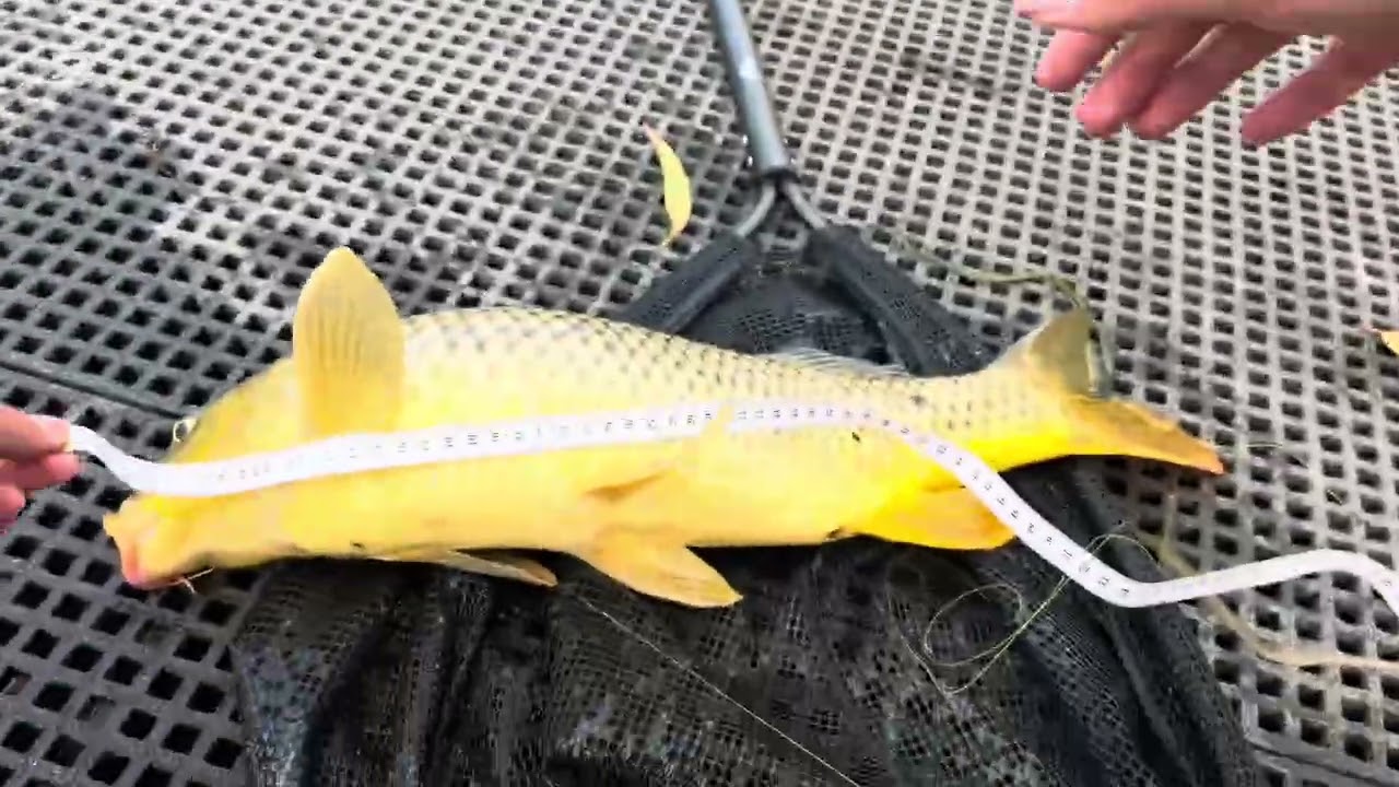 Carp fishing the Murray river (BIG CARP!!)