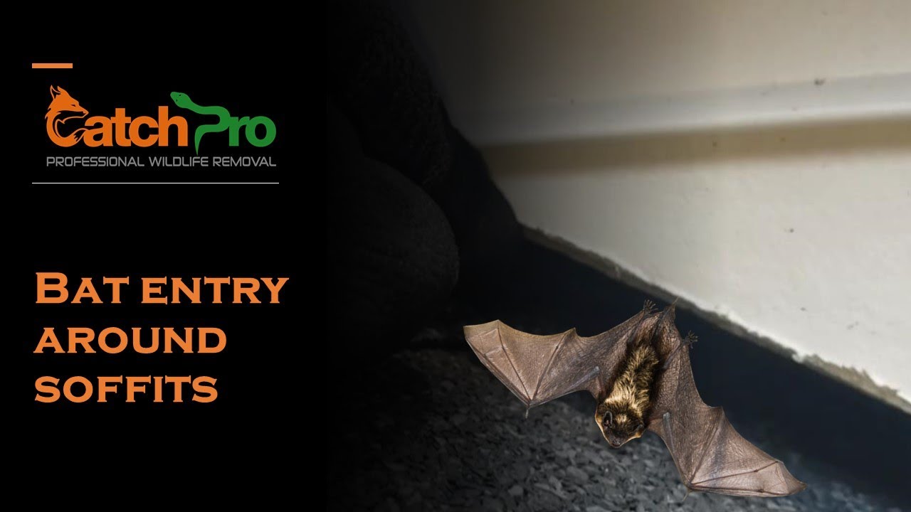 Bats in my House - Bat Exterminator - CatchPro Wildlife Removal - Eatonton, GA