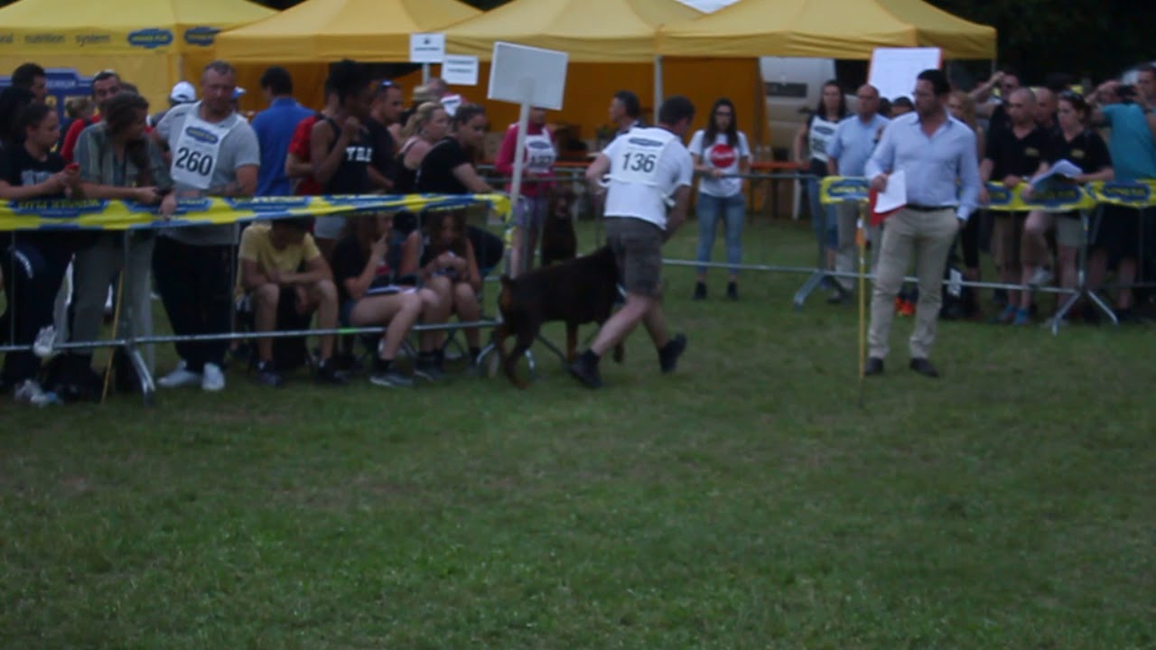 FAHIR GIDDY BLOSSOM - AIAD CAMPIONATO 2019