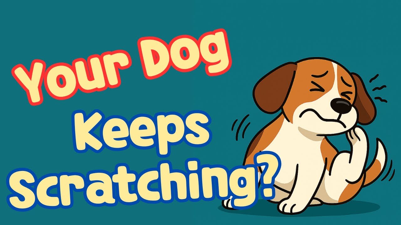 Your Dog Keeps Licking and Scratching | Could It be Atopy?