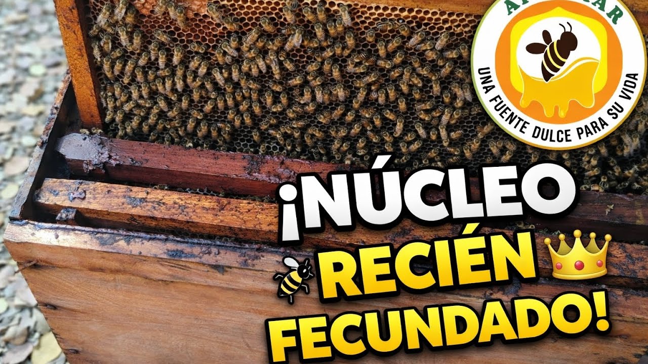 Dividimos la colmena… y esto fue lo que pasó parte 2