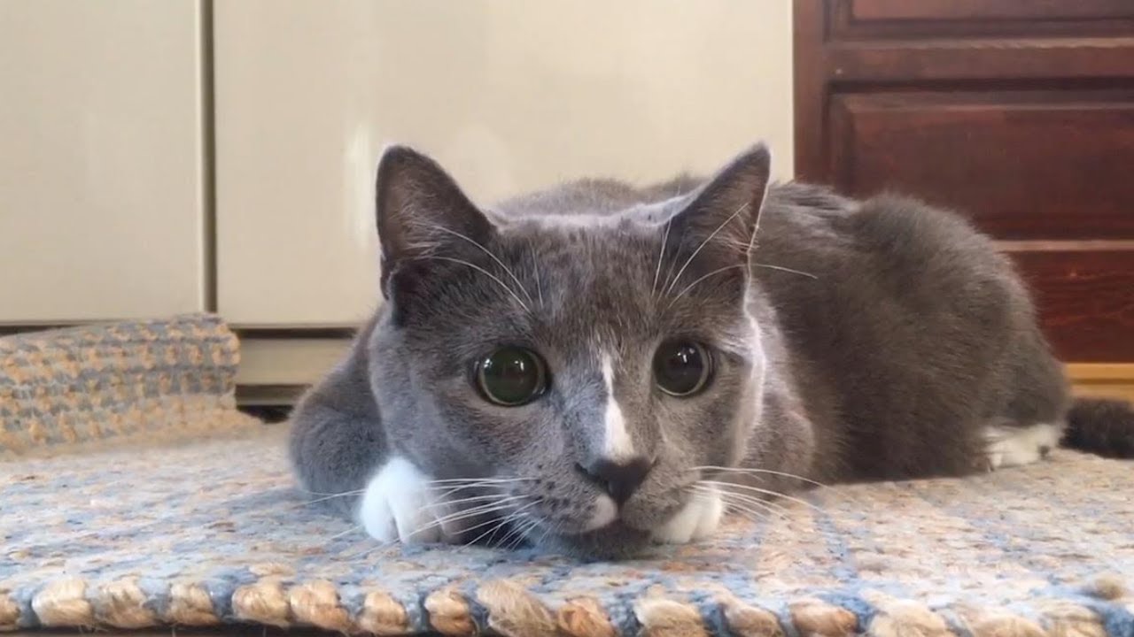 FUNNY CATS PLAYING TOGETHER ON RUG | Cat Hiding Under Carpet