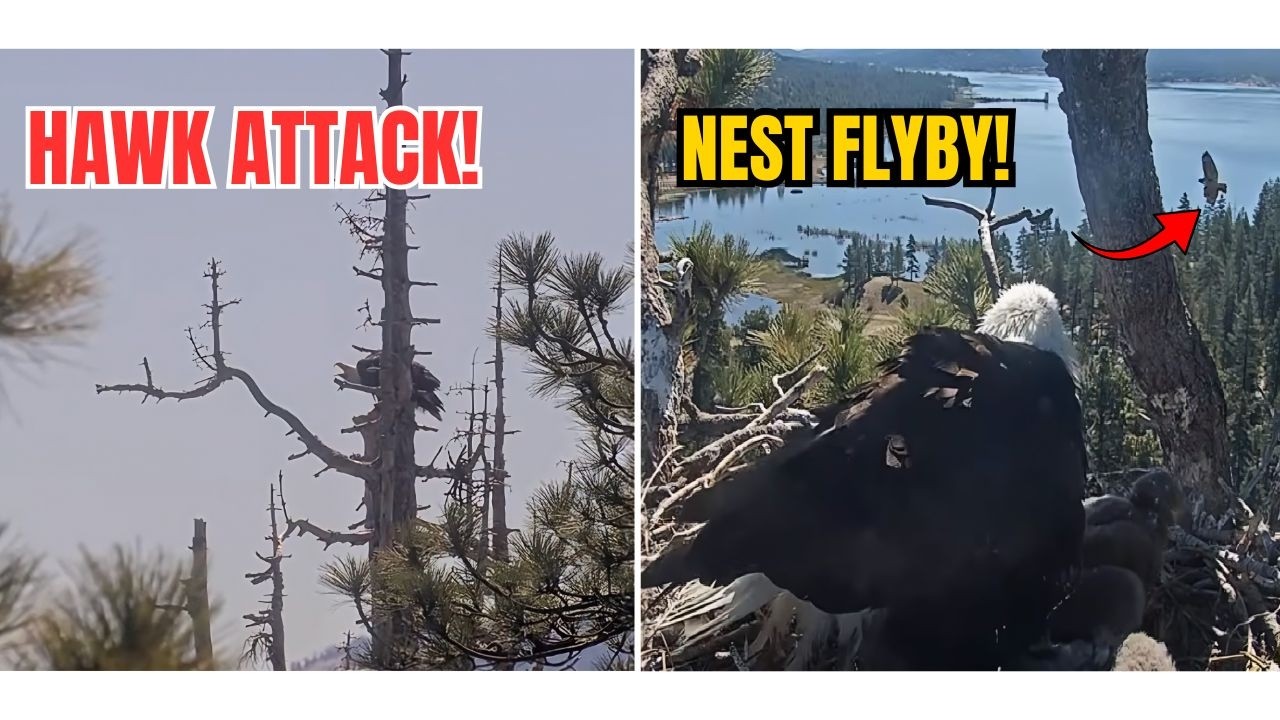 JACKIE GOES TALONS UP WITH A HAWK 😮 SHADOW REACTS FROM THE NEST! 🔥| Big Bear, CA
