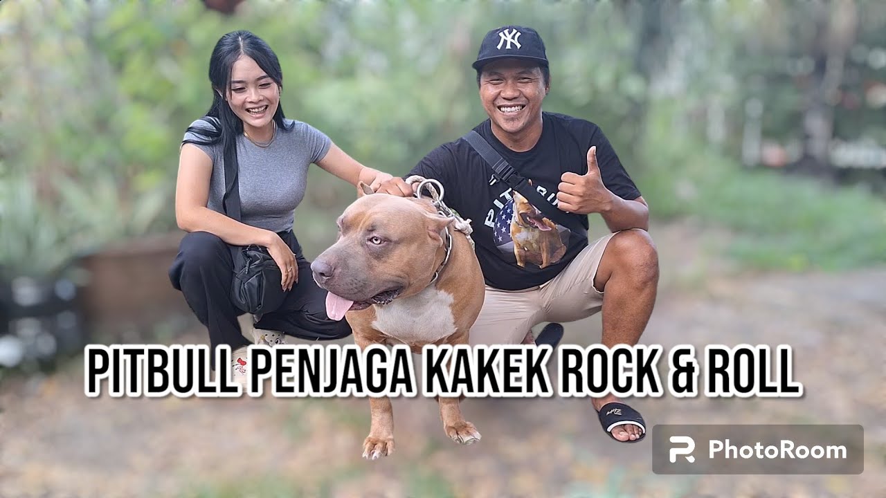 3 EKOR PITBULL SUPER BIG SIZE PENJAGA KAKEK USIA 72 TAHUN ‼️ KAKEK ROCK n ROLL 🔥