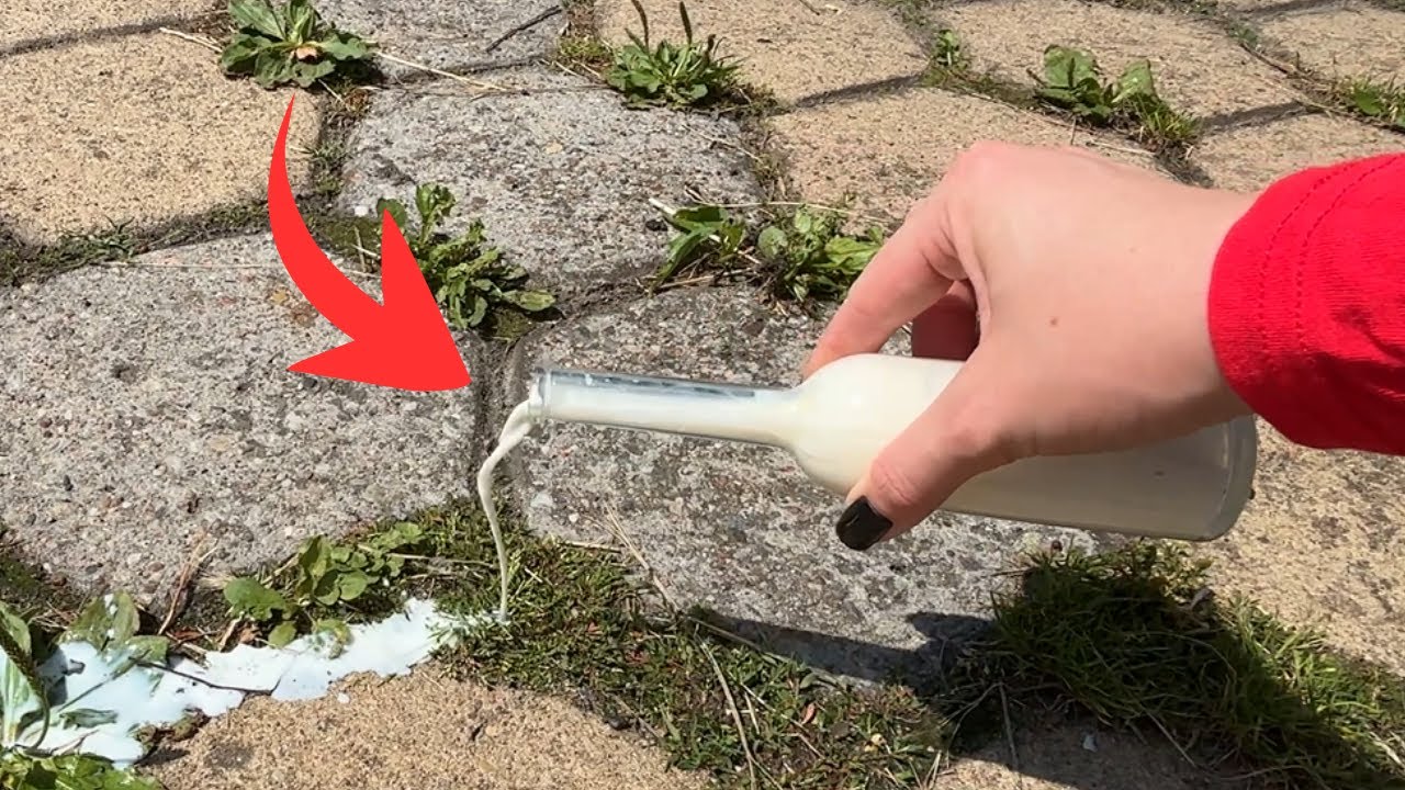 Brennt Unkraut bis in die Wurzeln. Hausmittel wirkt schon nach einmaliger Anwendung