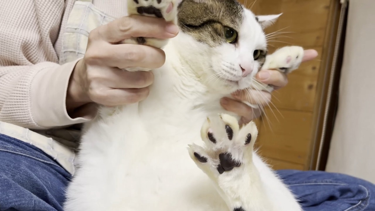 災いを察知したら一目散で逃げ出す猫