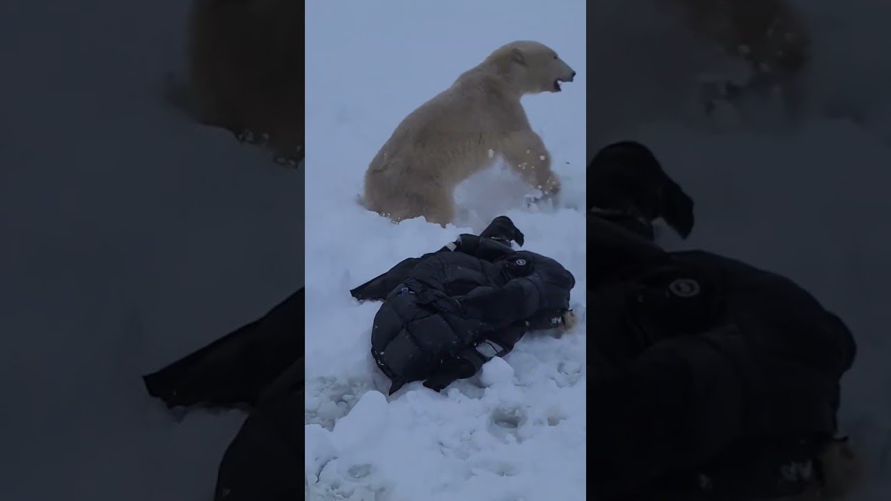 A Close Polar Bear Encounter || ViralHog