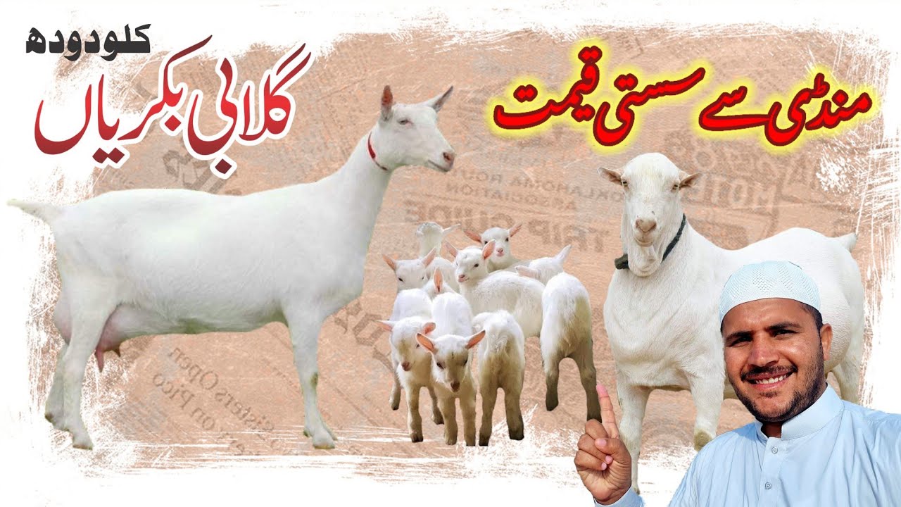 last offer Peer ke din ki Teddy bakriyon ki 03037003864 WhatsApp number