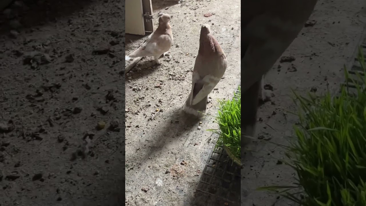 Blondinette Pigeon Modern 2023