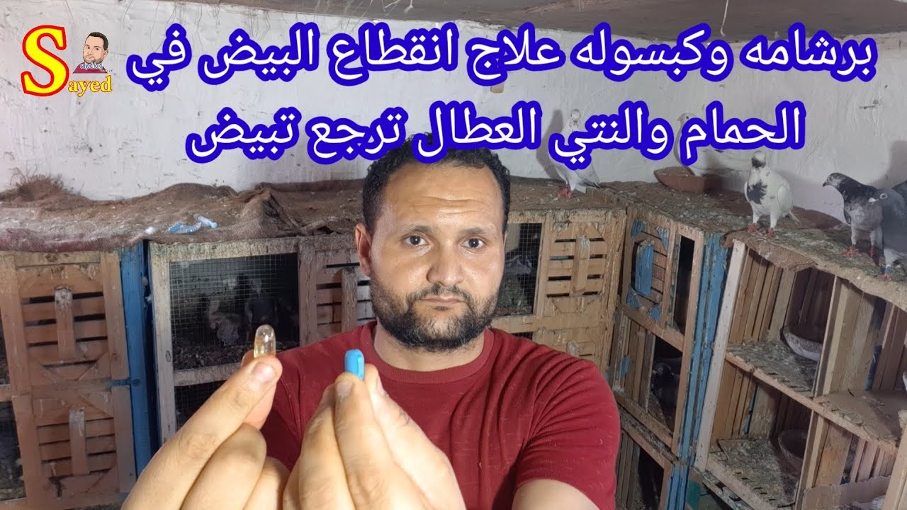 علاج تأخير و انقطاع البيض في الحمام وعلاج النتي العطال في أقل من أسبوع