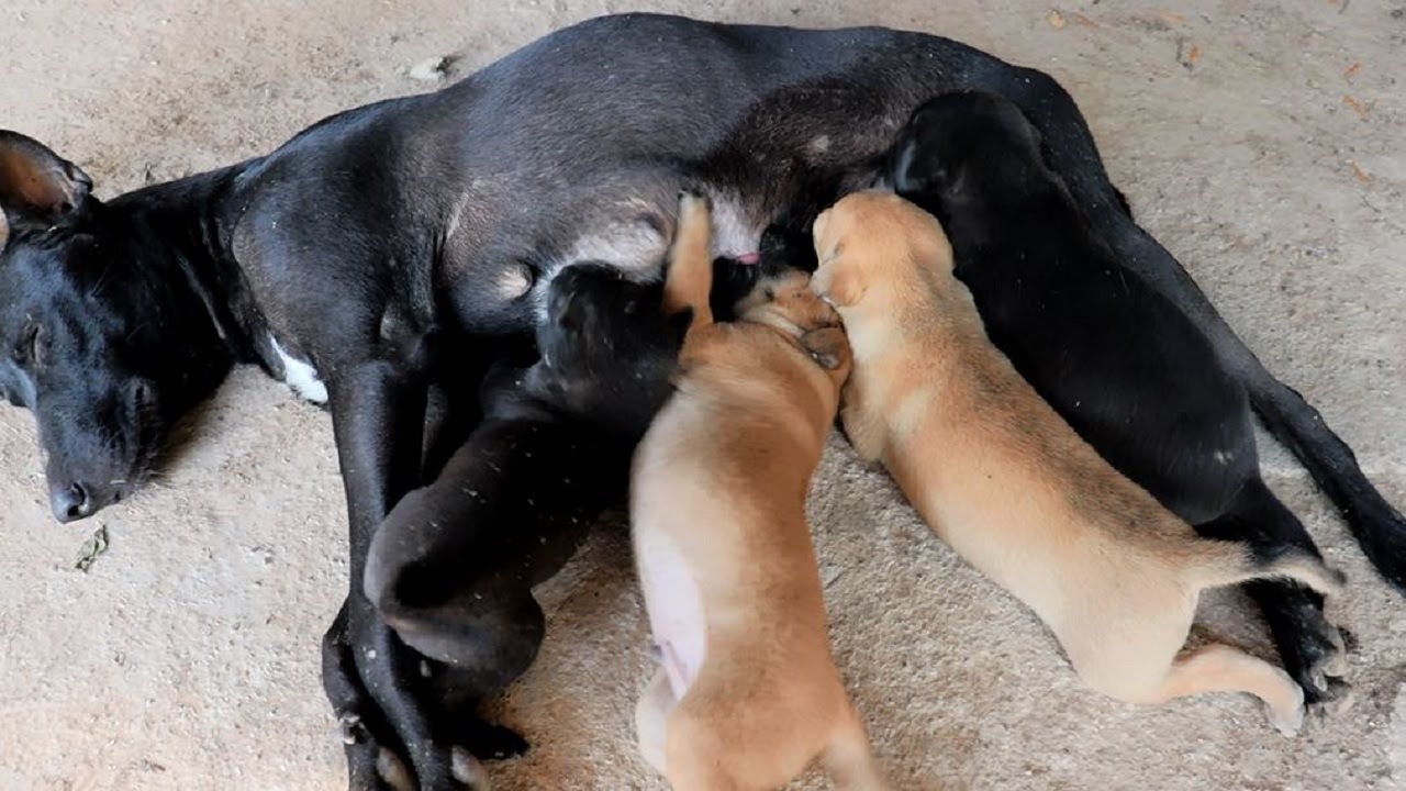 Tiny Puppies Nursing From Mom