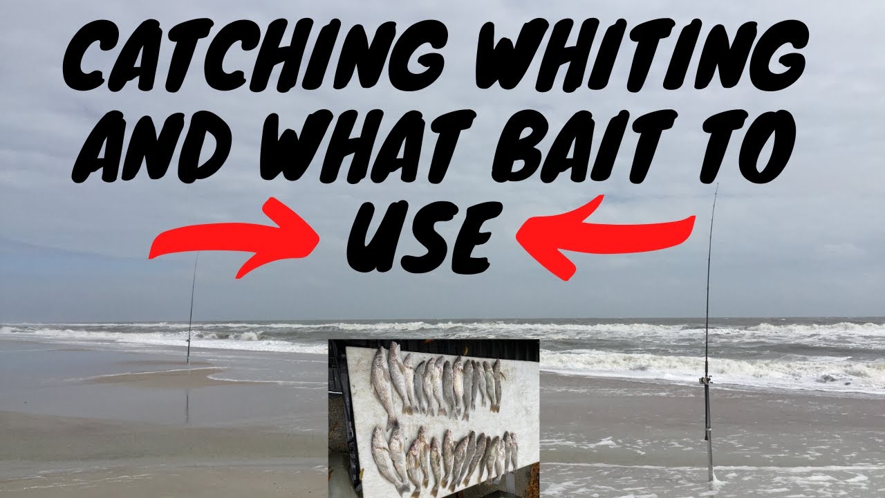 Ловля мерланга во Флориде и как поймать мерланга с прибоя. Ловля мерланга с прибоя в Джексонвилле.