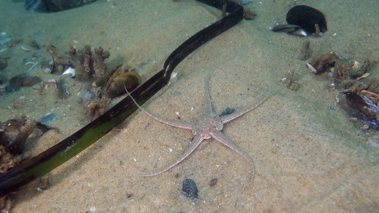 Ophiure en d&eacute;placement