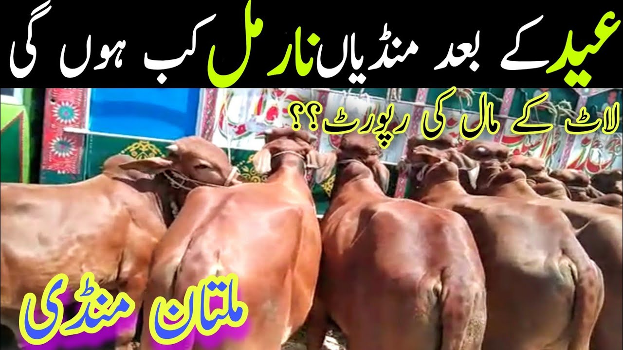Multan Janwar Mandi Sahiwal Cholistani Dajil Vachee || Global Village Farming