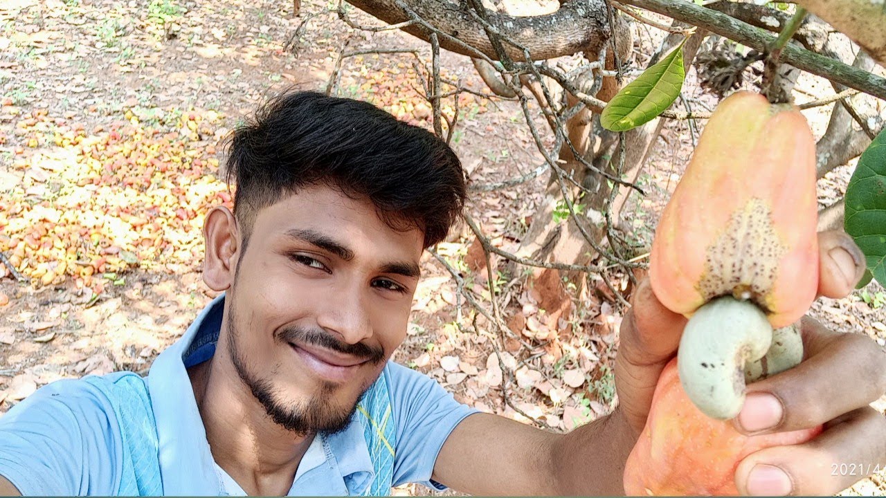 Kaju ki bag || Village Vlog || Anil Nikhade