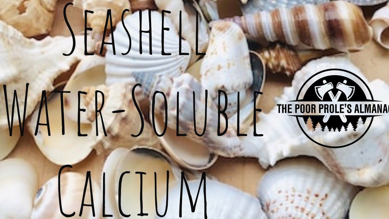 How-to: Seashell Water-Soluble Calcium