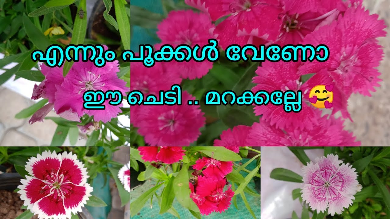 ഈ ചെടി വാങ്ങാൻ മറക്കല്ലേ #എന്നും പൂക്കൾ @High range garden 