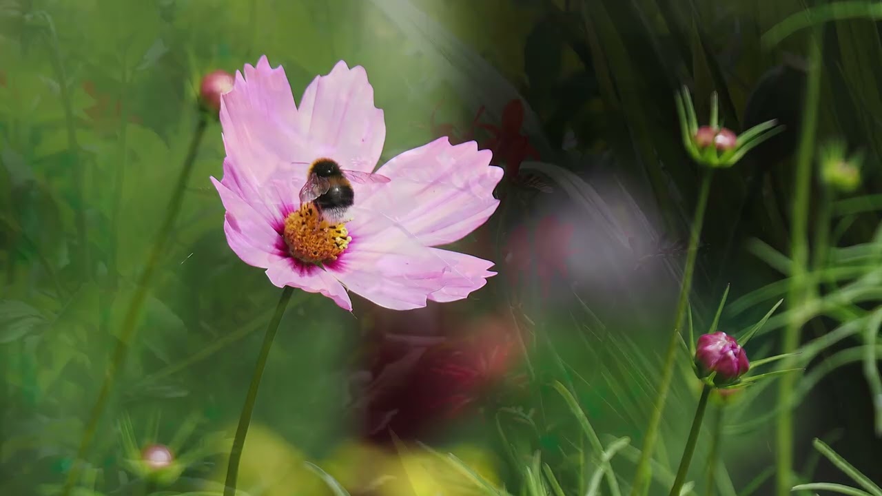 Landgoed De Utrecht - Noord Brabant Nederland - Wandeling juli 2022
