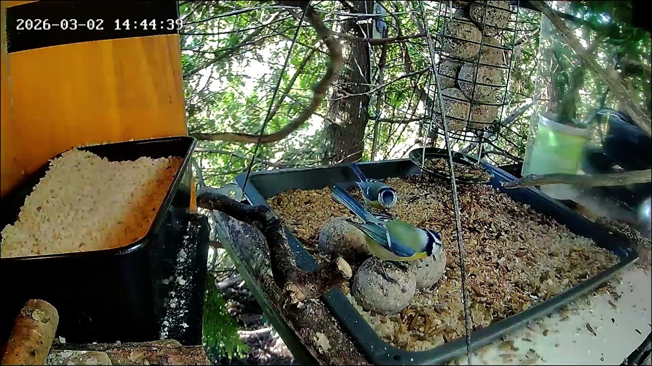 Entspannter früher Nachmittag an der Nuss-Tanke, Teil 2 (02.03.2026)