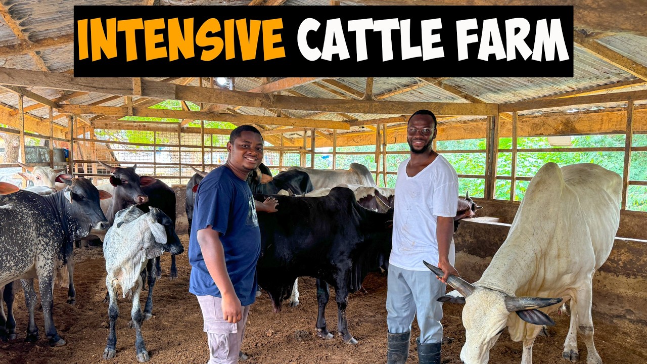 Inside an INTENSIVE CATTLE FARM:Full Tour and Expert Tips for Successful Farming #cattle #cattlefarm