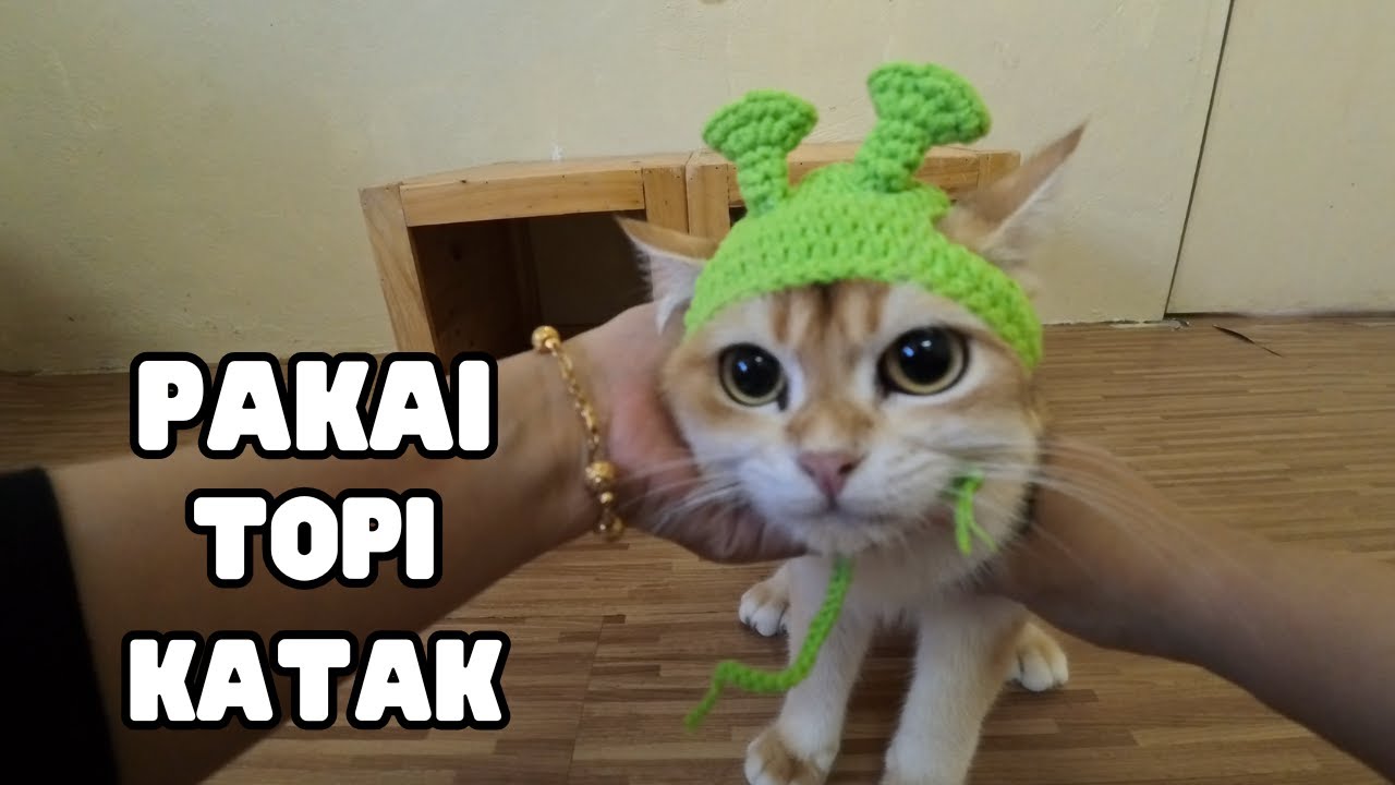 ELOK DAH JADI KUCING KENA JADI KATAK PULAK 😂 / REAKSI LUCU