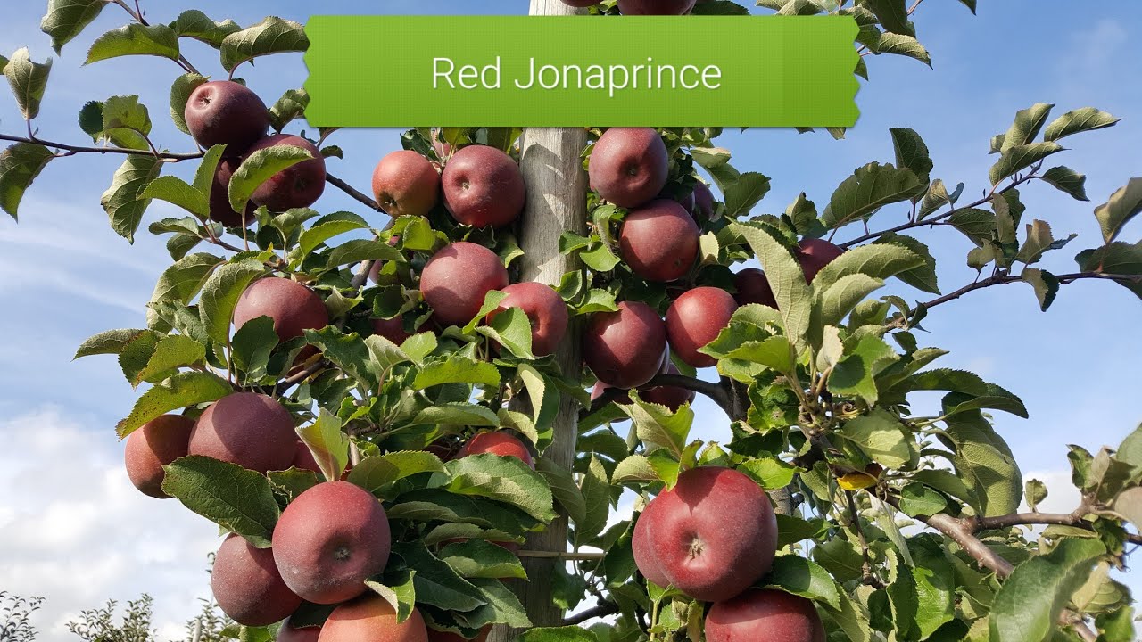 Red Jonaprince  01.10.2022