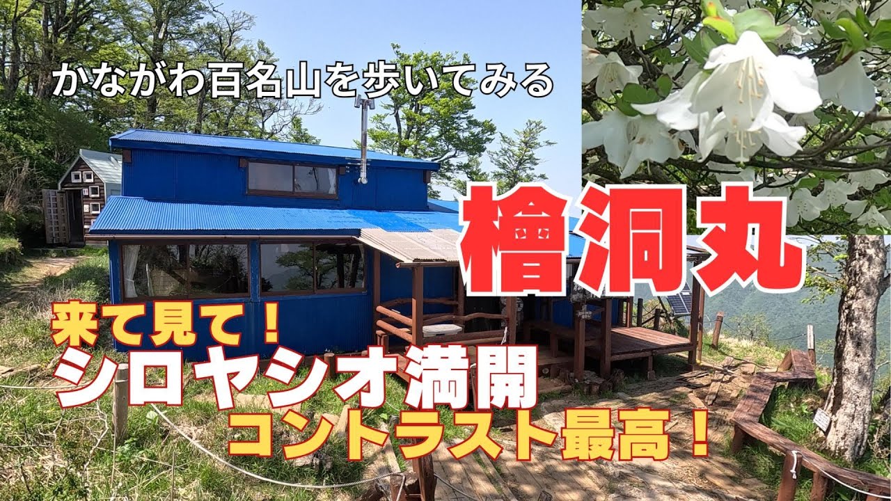 かながわ百名山58座目【檜洞丸】シロヤシオとトウゴクミツバツツジのコラボレーション！とってもキレイな姿を見せてくれました【中級者以上】