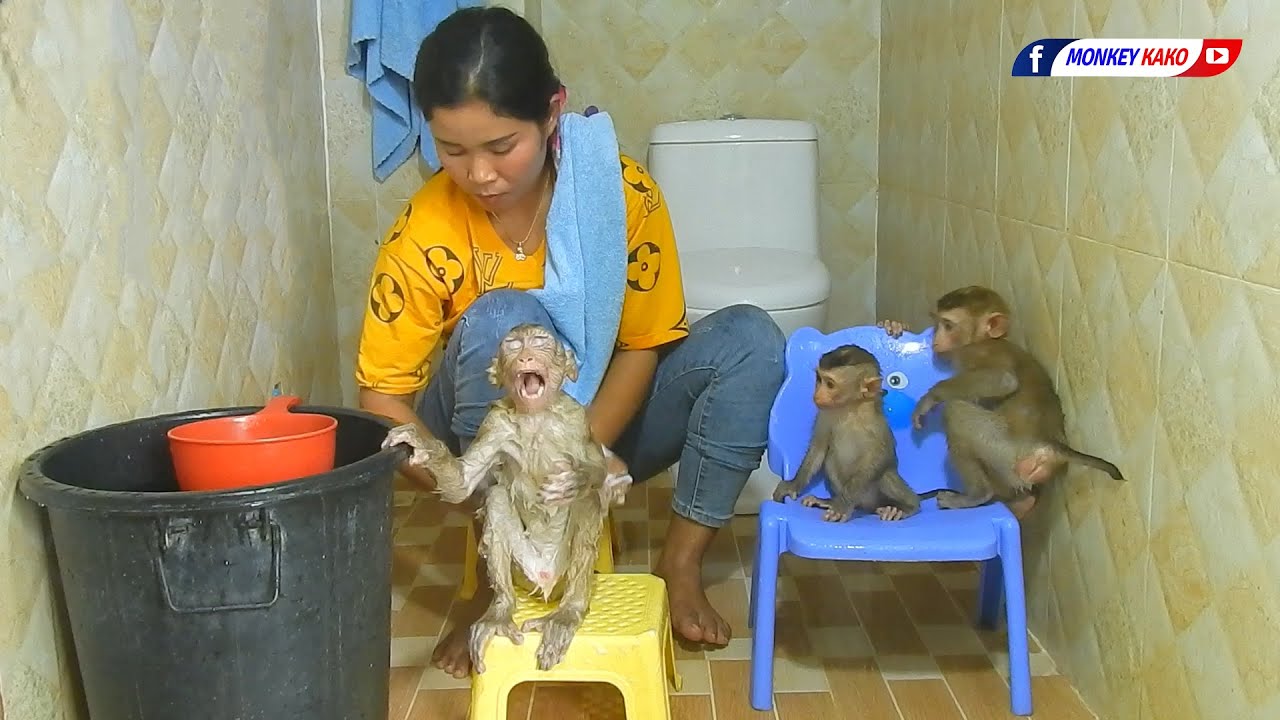 Amazing Family Baby Monkey KAKO Taking Bath Routine