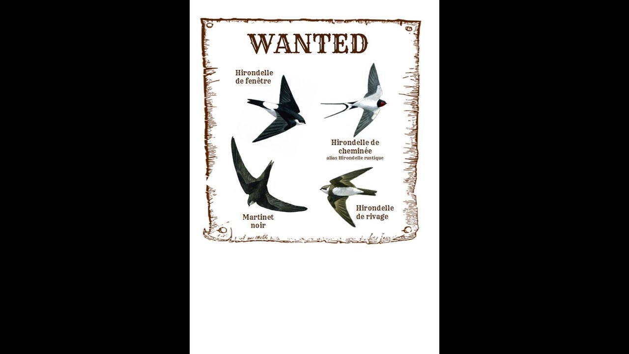 Identification des hirondelles
