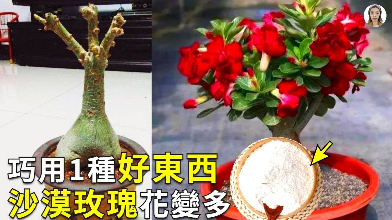 栽培沙漠玫瑰时加点它，先长大粗腿，腿上开满花，好想天天用|desert rose|花花世界